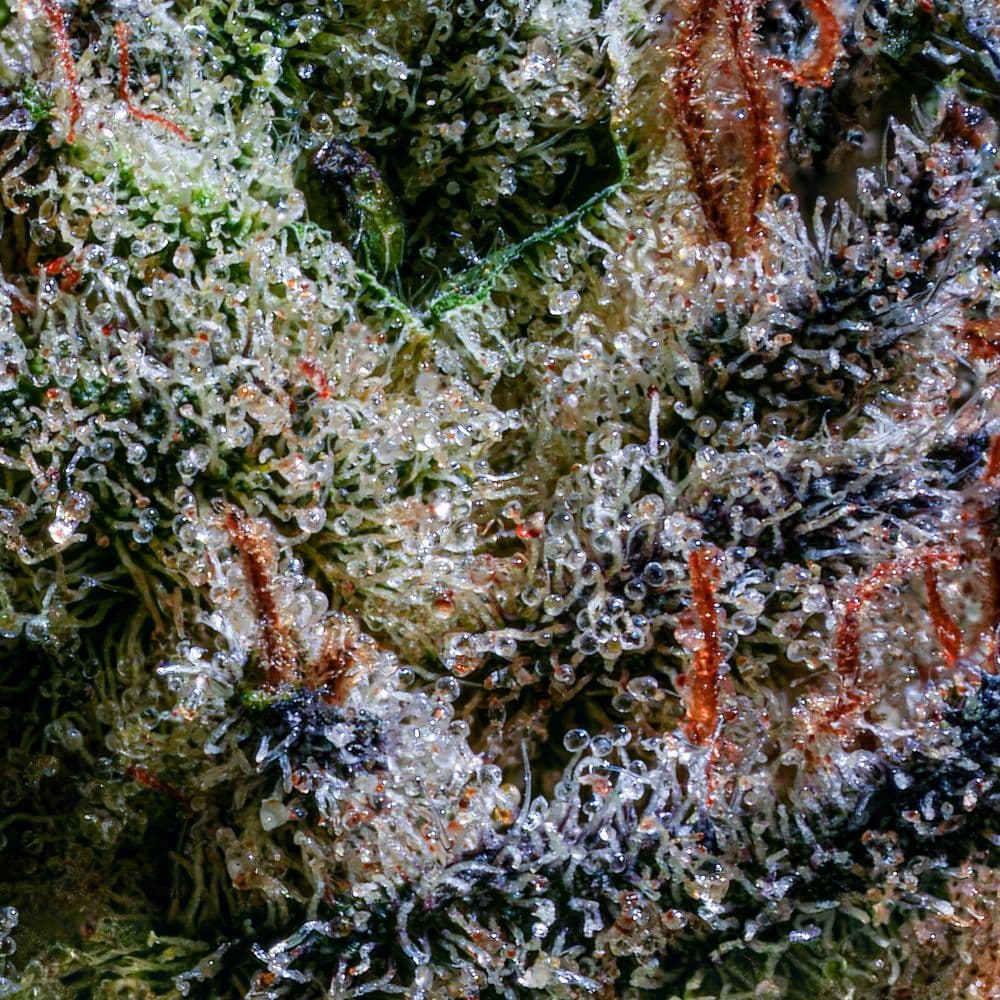Grassroots