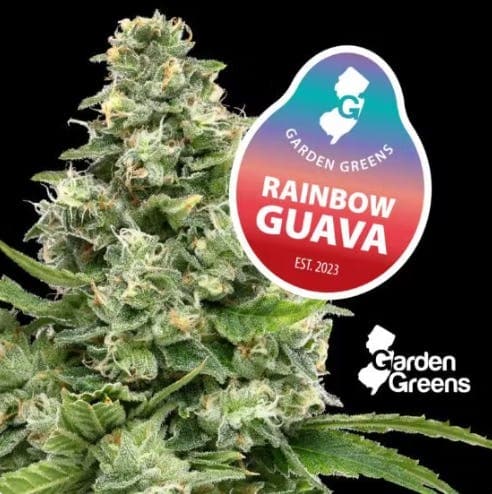 Garden Greens Rainbow Guava | 7g