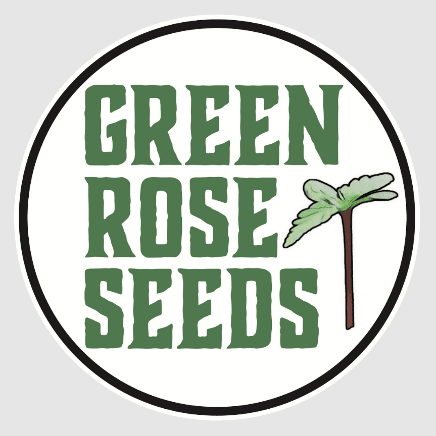 Green Rose Seeds