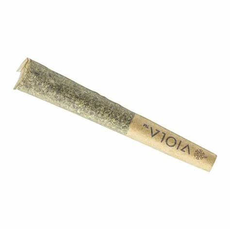 Viola