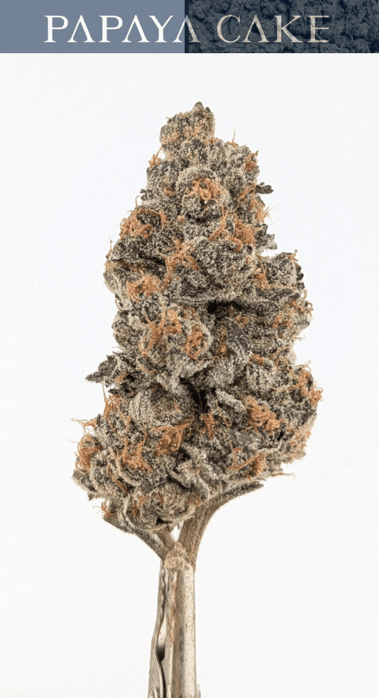 Aeterna Papaya Cake | Flower | 3.5g