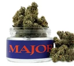 MAJOR Applescotti | Premium Indoor Flower | 3.5g