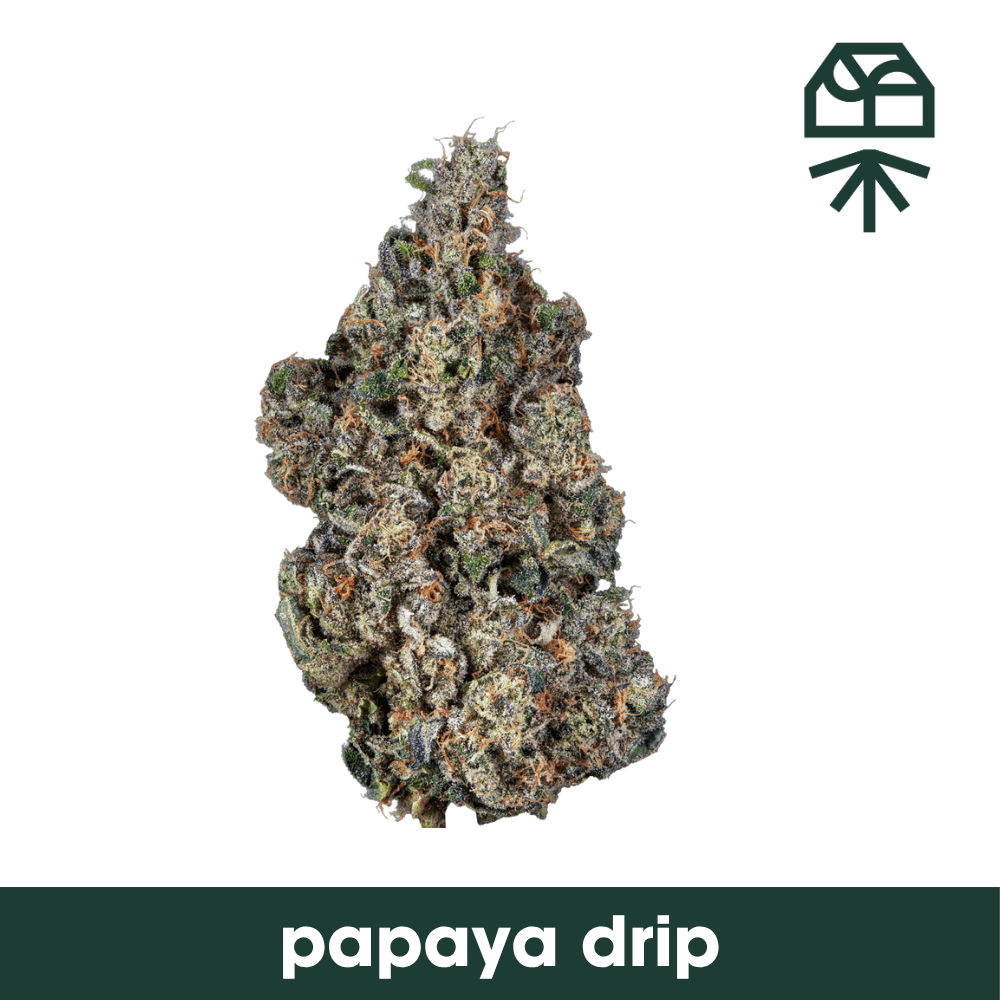 Grassroots Papaya Drip | Flower