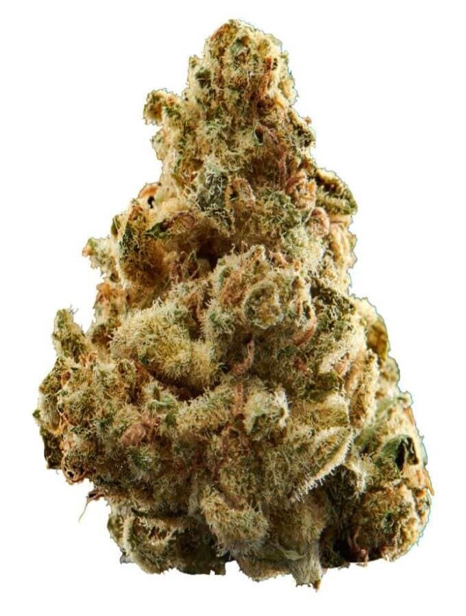 Versus BC God Bud - Indica