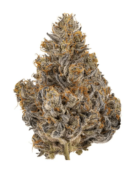 Community Chance - Sativa