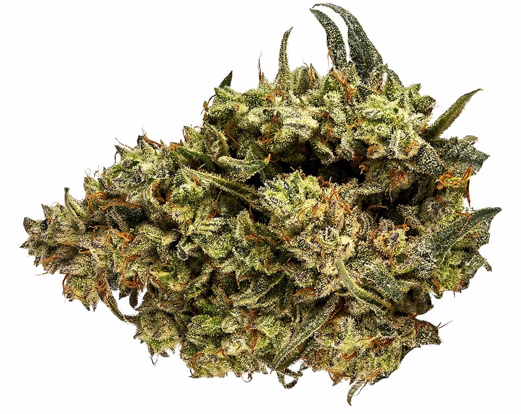 Orchid CBD