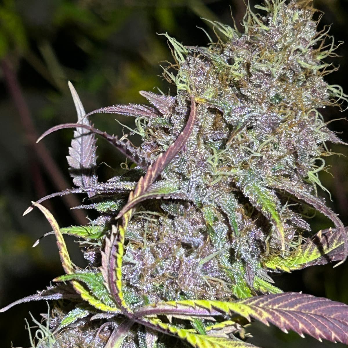Maine Grown Chemdawg91 x MOB