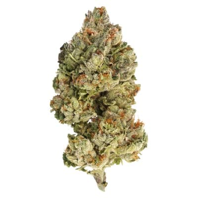 Encore Edibles Sativa (Macburger) | 28G