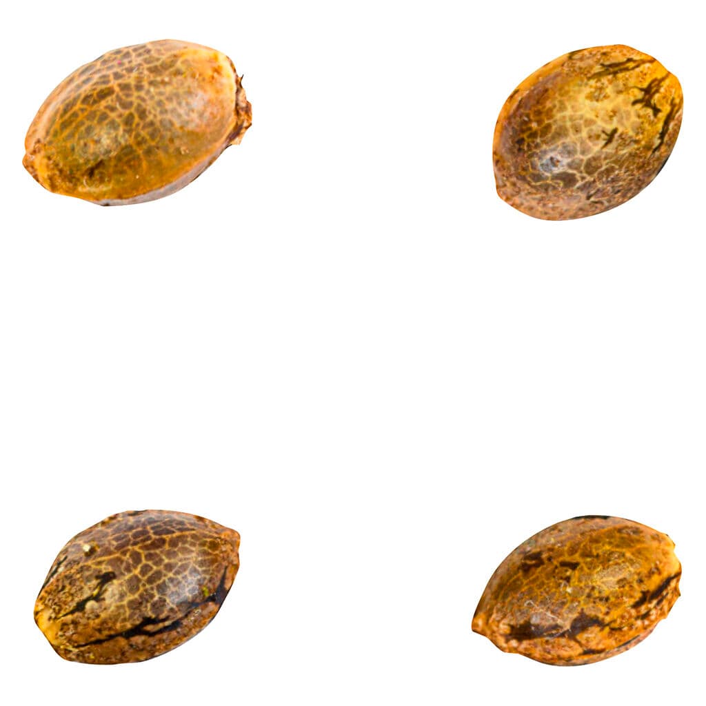 Green Rose Seeds