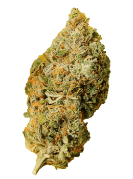 Palmetto Orange Bud