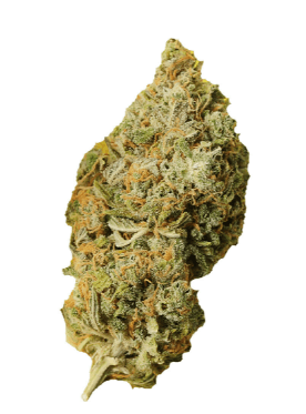 Palmetto Sampler Hybrid