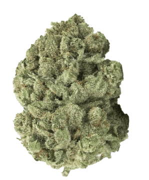 3rd Coast Genetics Gold Cash Gold