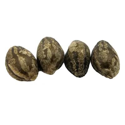 erbaceous