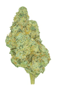 San Rafael '71 Rotational