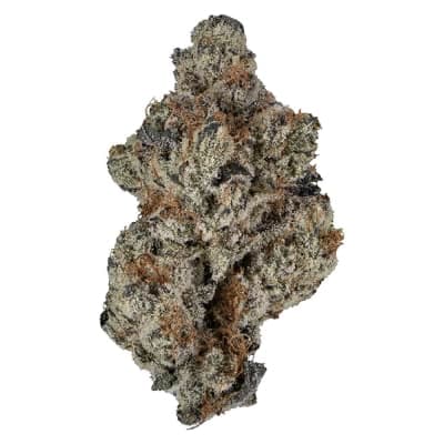 Ambr Rainbow Snowcone Dried Flower