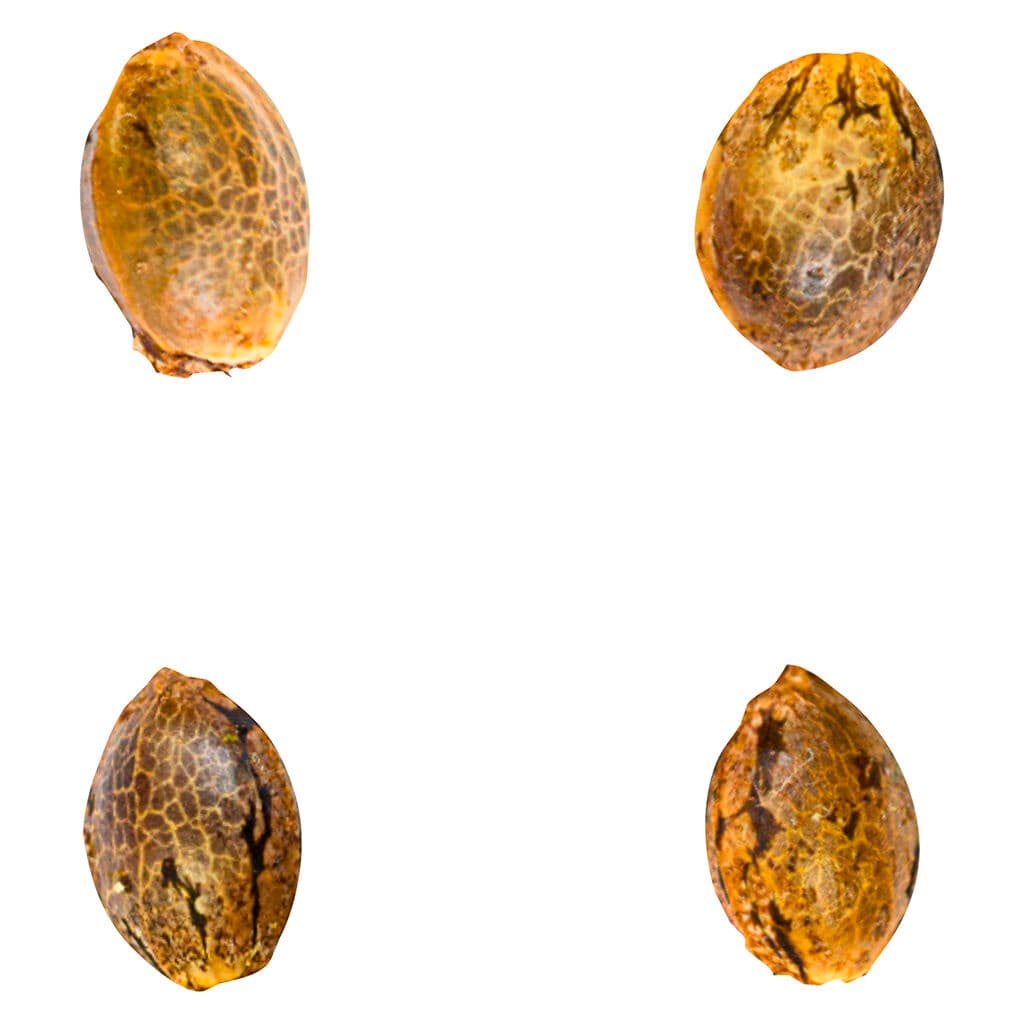 Green Rose Seeds