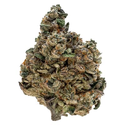 Tribal Gran Turismo - Indica