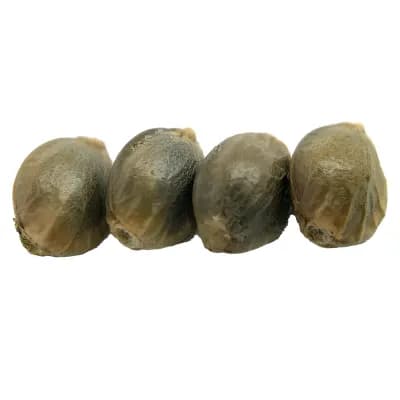 erbaceous