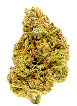Palmetto Goldberry