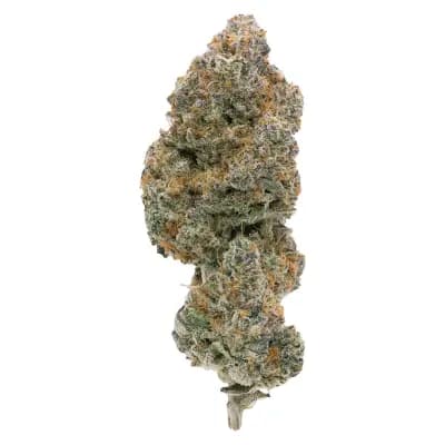 NORTHERN CANNA Modified Supersonic