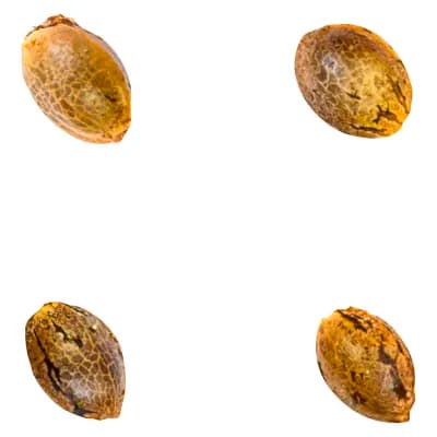Green Rose Seeds