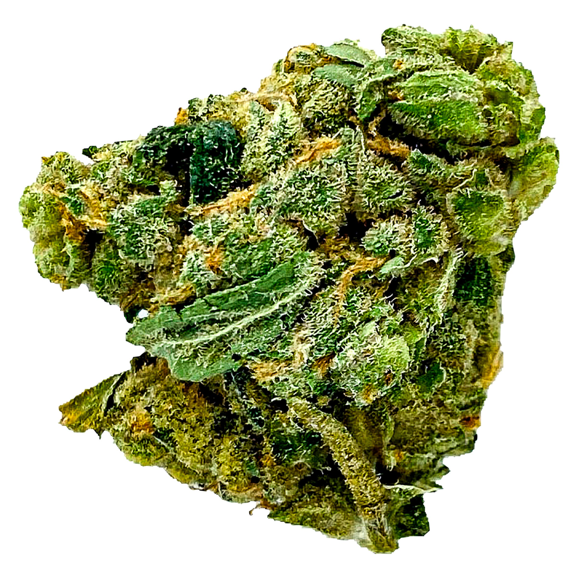 SKOSHA