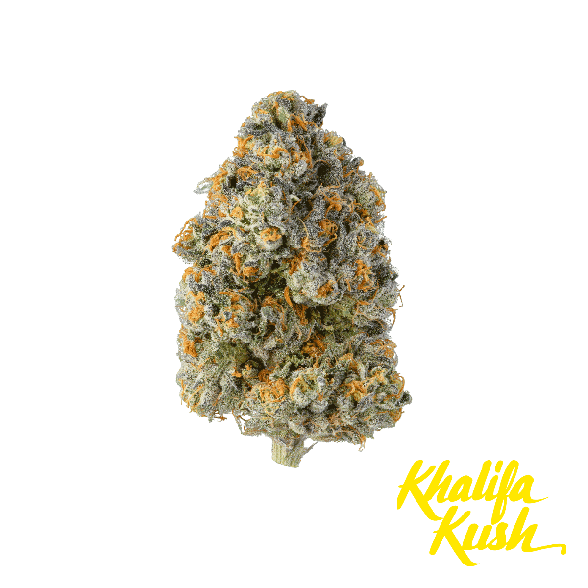 Khalifa Kush Baby Turtle Flower