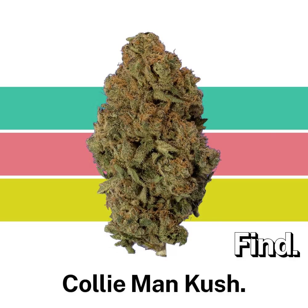 Find. Collie Man Kush