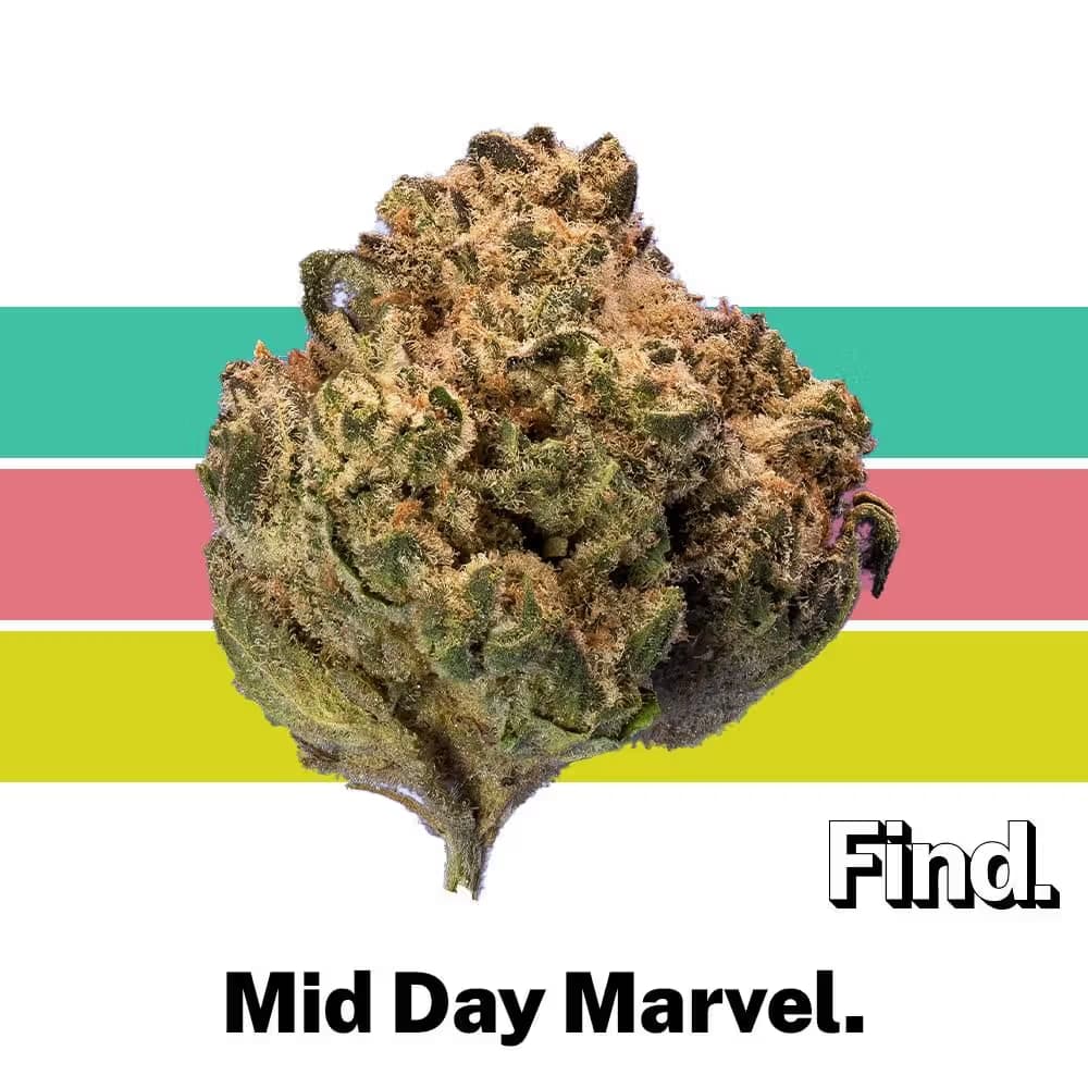 Find. Mid Day Marvel
