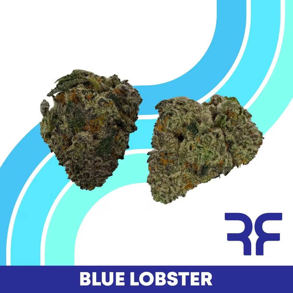 Reef Blue Lobster Flower