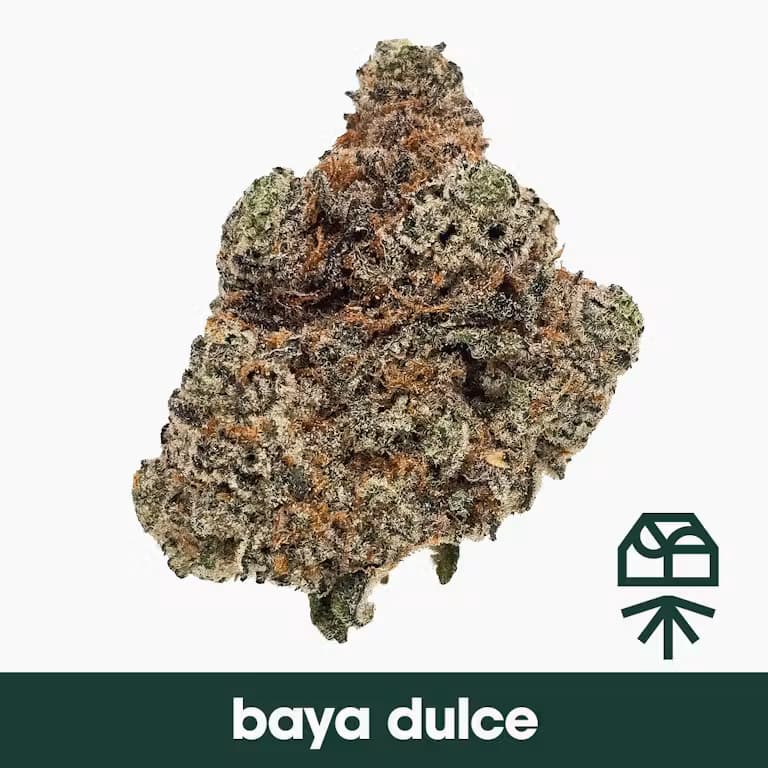 Grassroots Baya Dulce