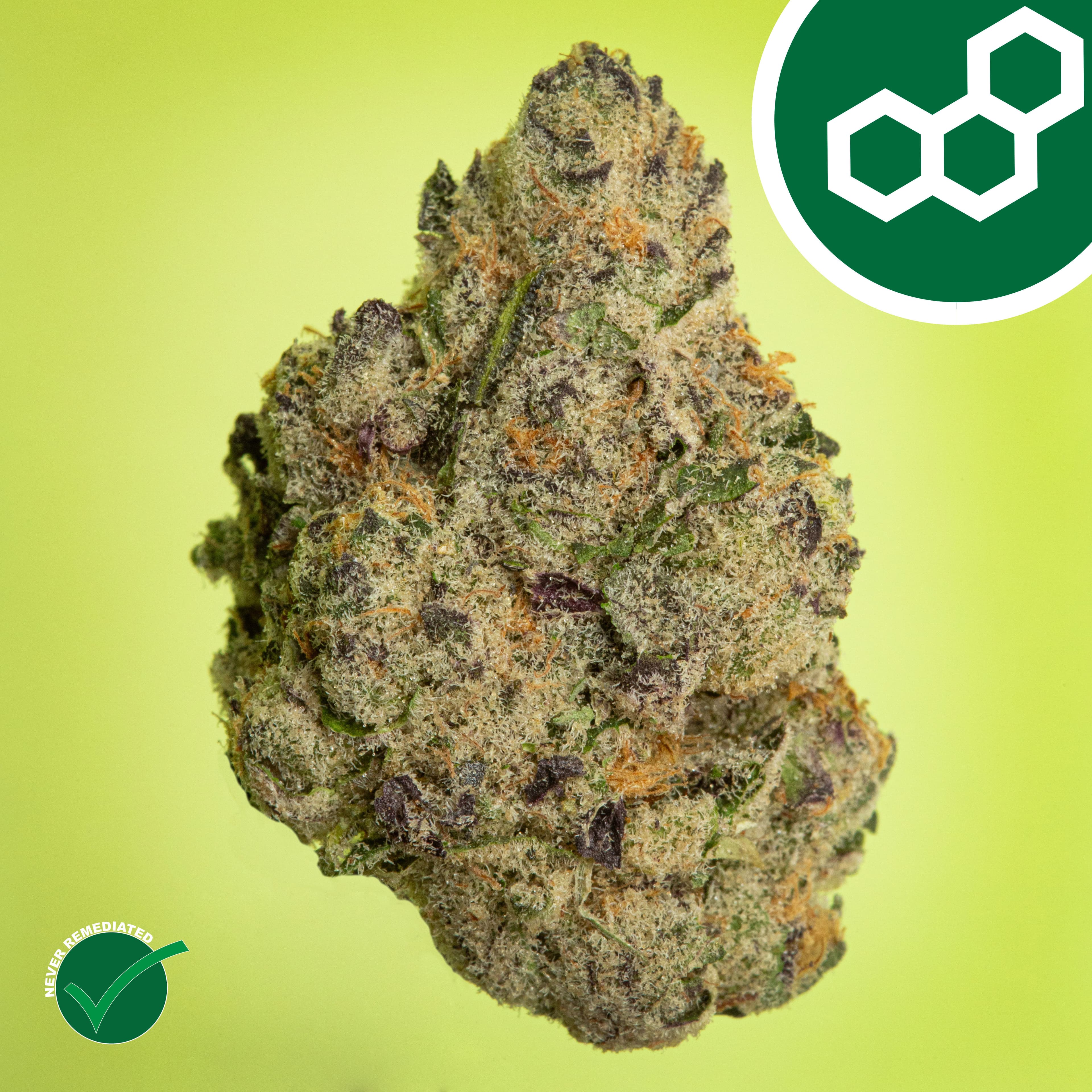 Theraplant Pink Certz 41536