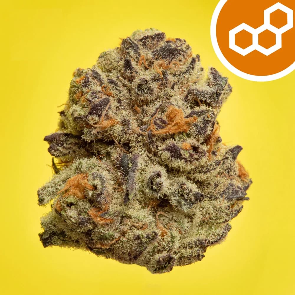 Theraplant Pinyatti (S) Flower C0040001907