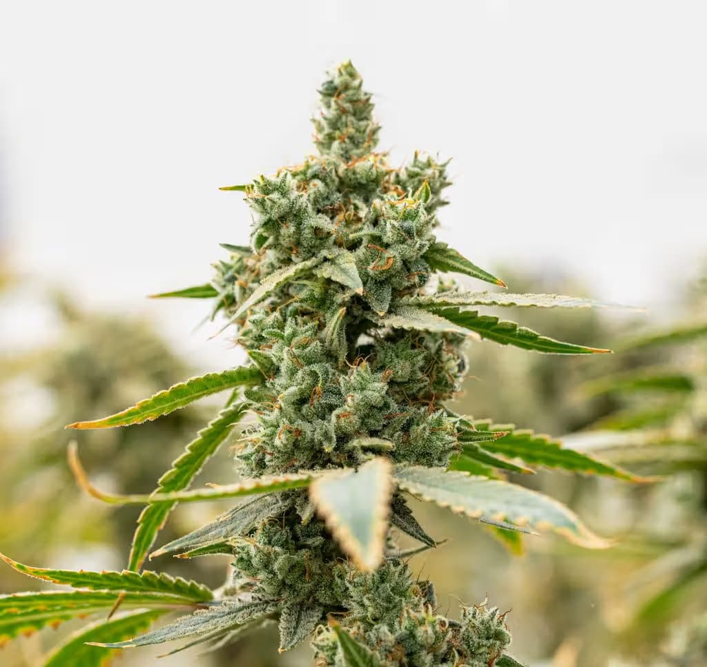 Culta Amnesia OG