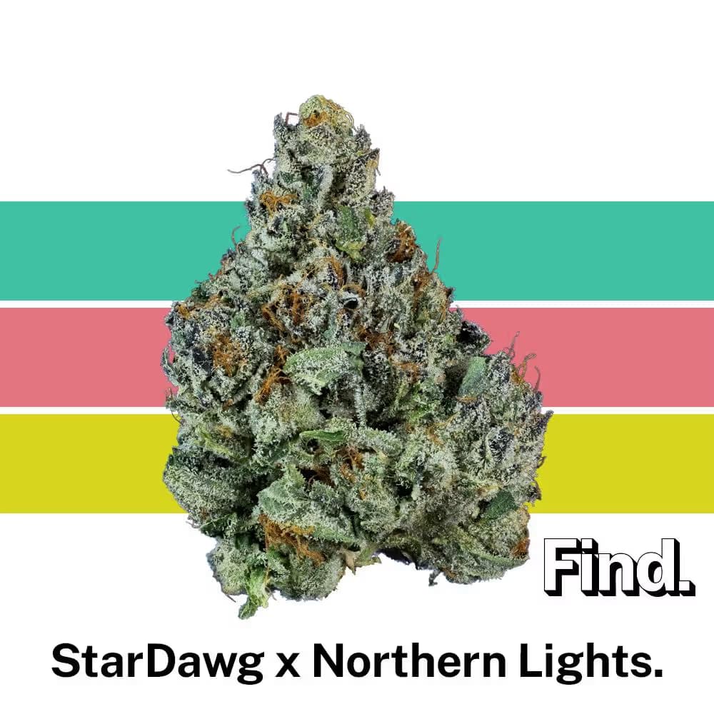 Find. StarDawg x Northern Lights