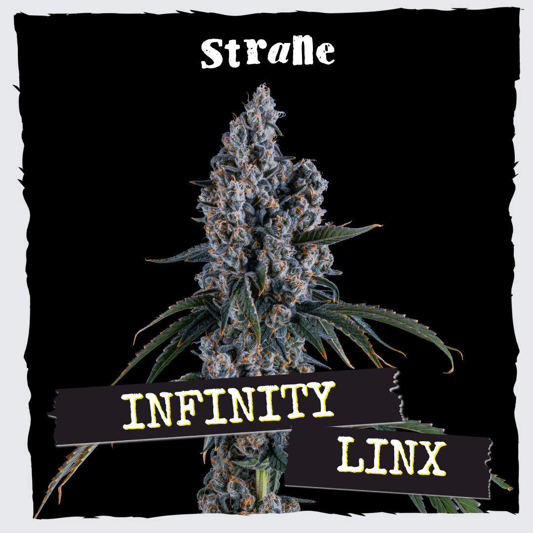 Strane Infinity Linx Flower