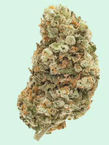 DANK Sour Jack
