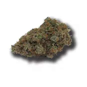 Fresh Cannabis *Golden Goat