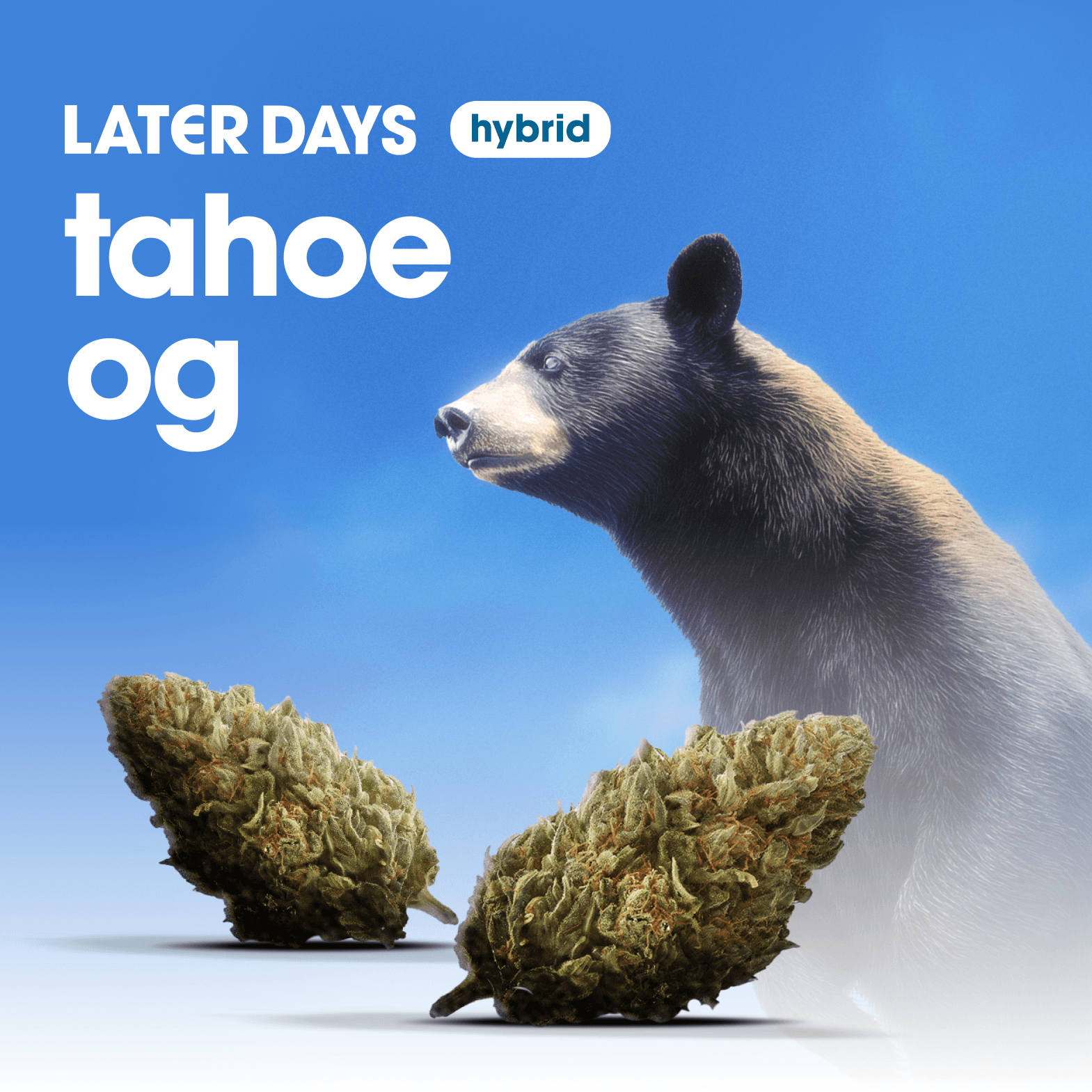 Later Days Tahoe OG Flower