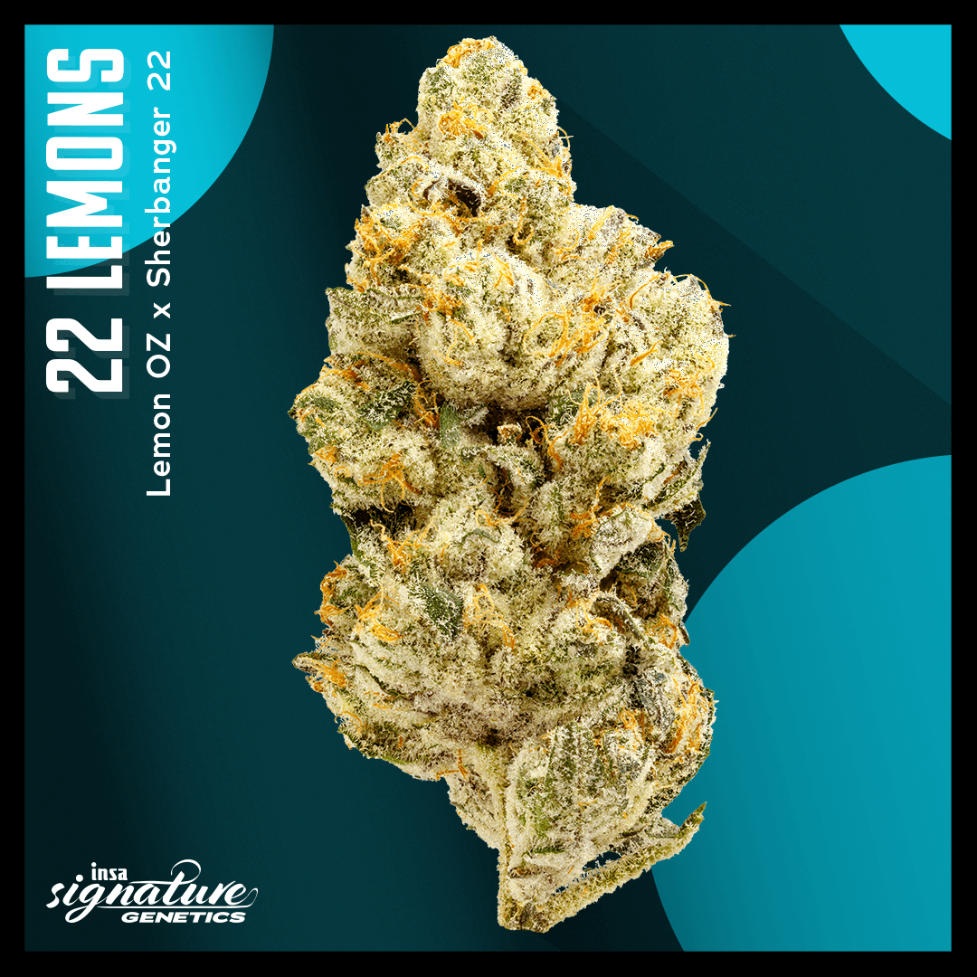 Insa 22 Lemons