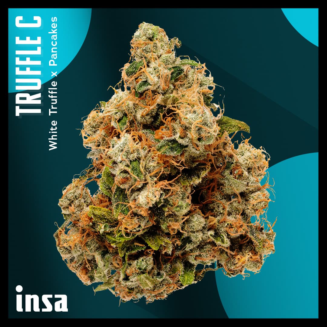 Insa Premium Large Pack Flower - Truffle C