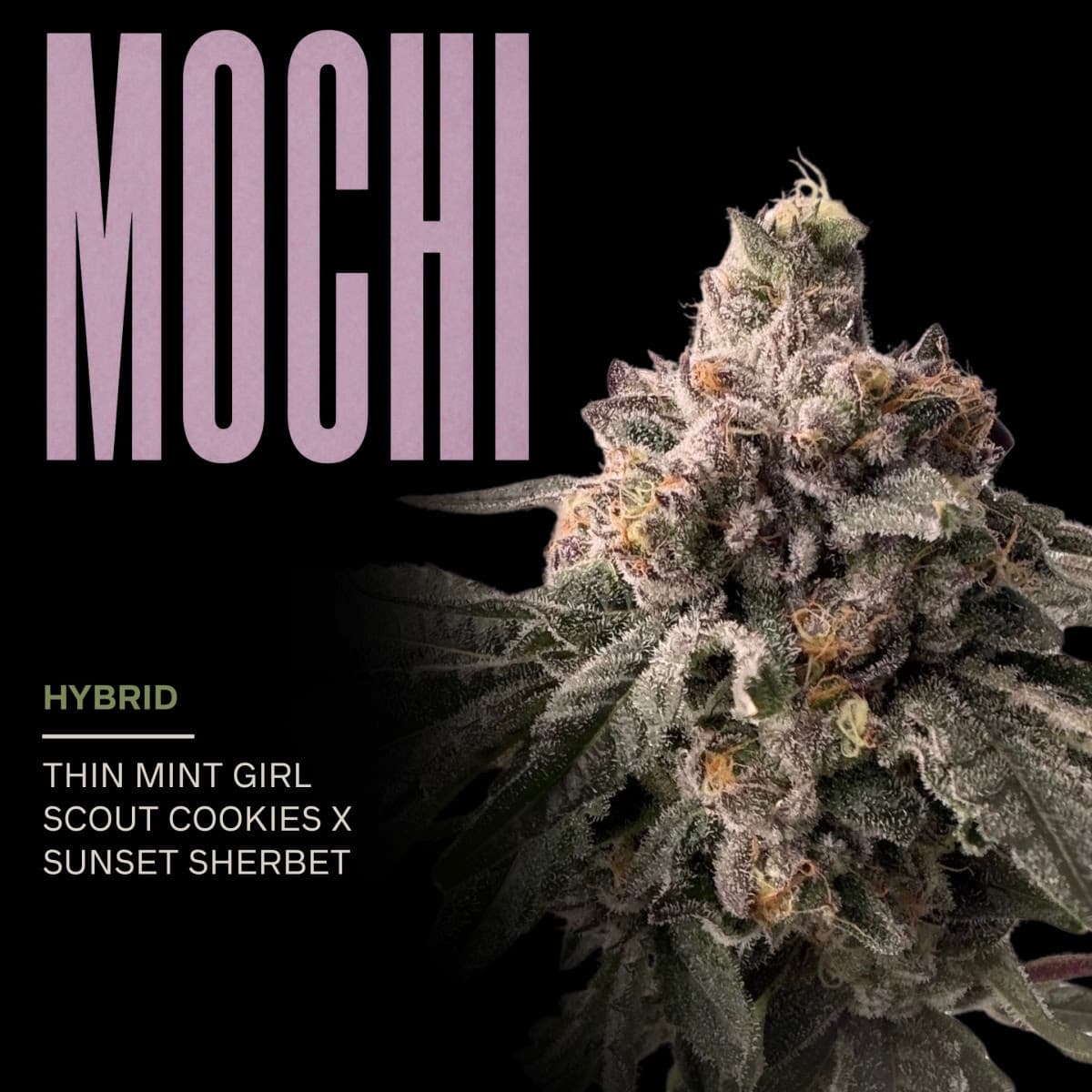 GARDEN STATE EXOTIX Mochi (3.5g)