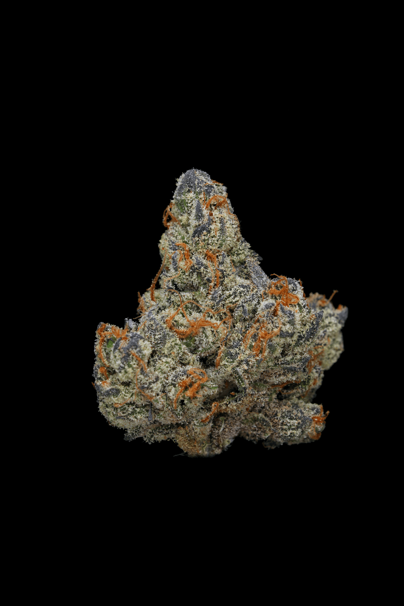 Clade9 ORANGE PUSH POP | 7G