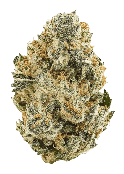 Eleven Strawberry Guava