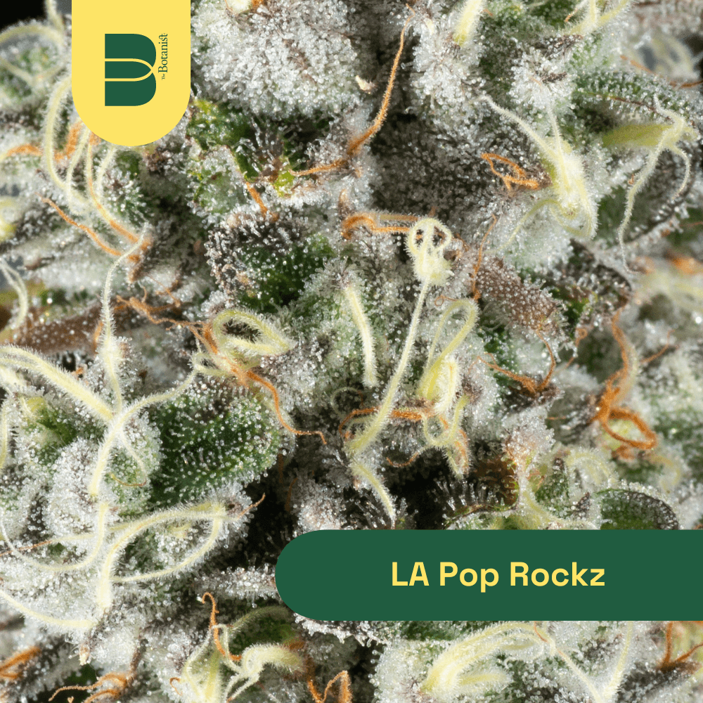 Botanist LA Pop Rockz