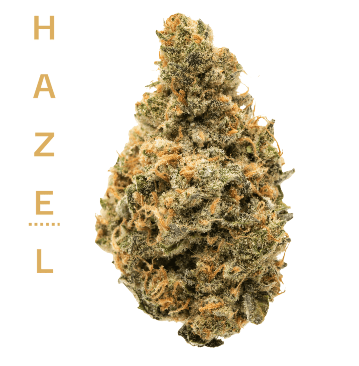 Hazel
