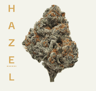 Hazel