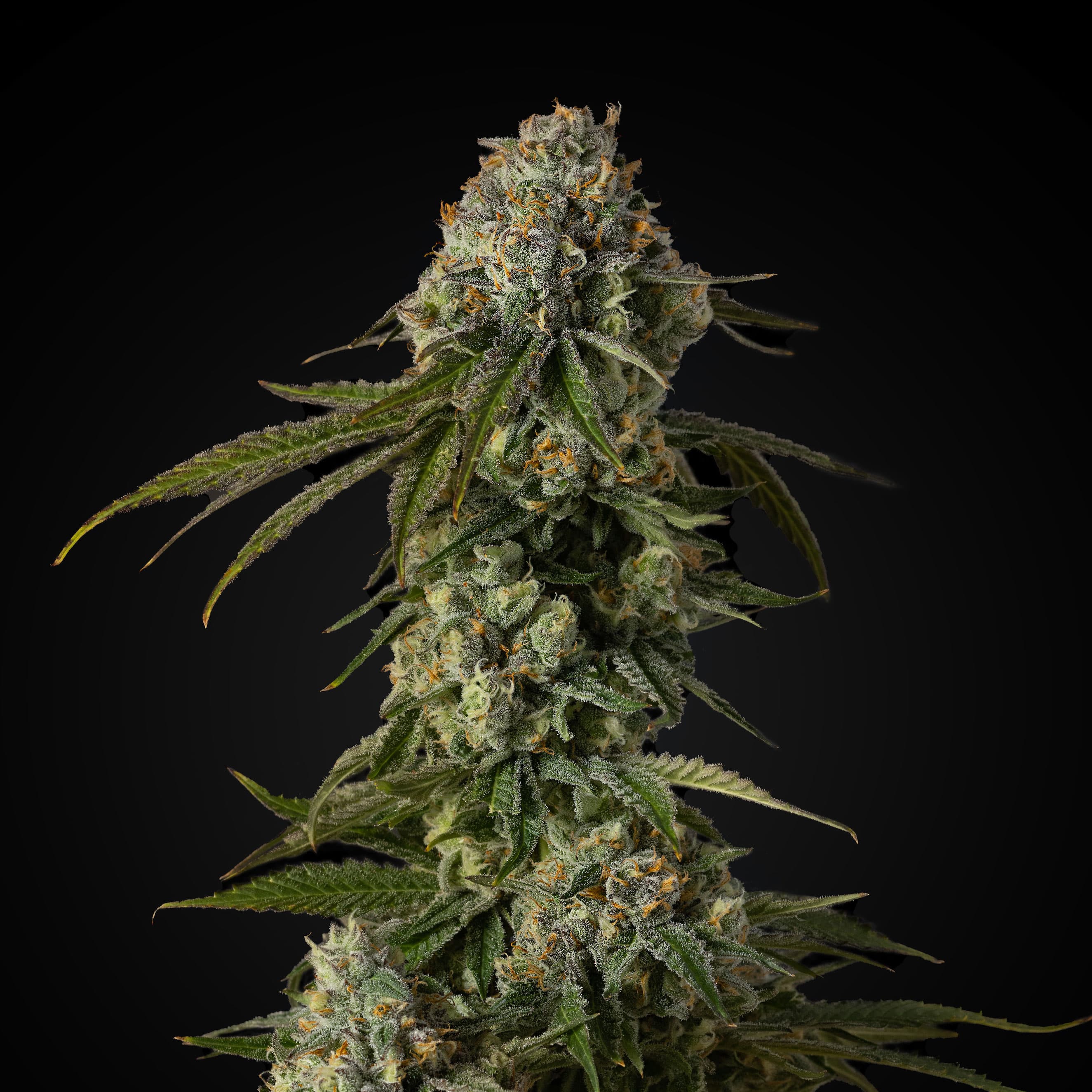 Good Chemistry Nurseries 9LB Hammer