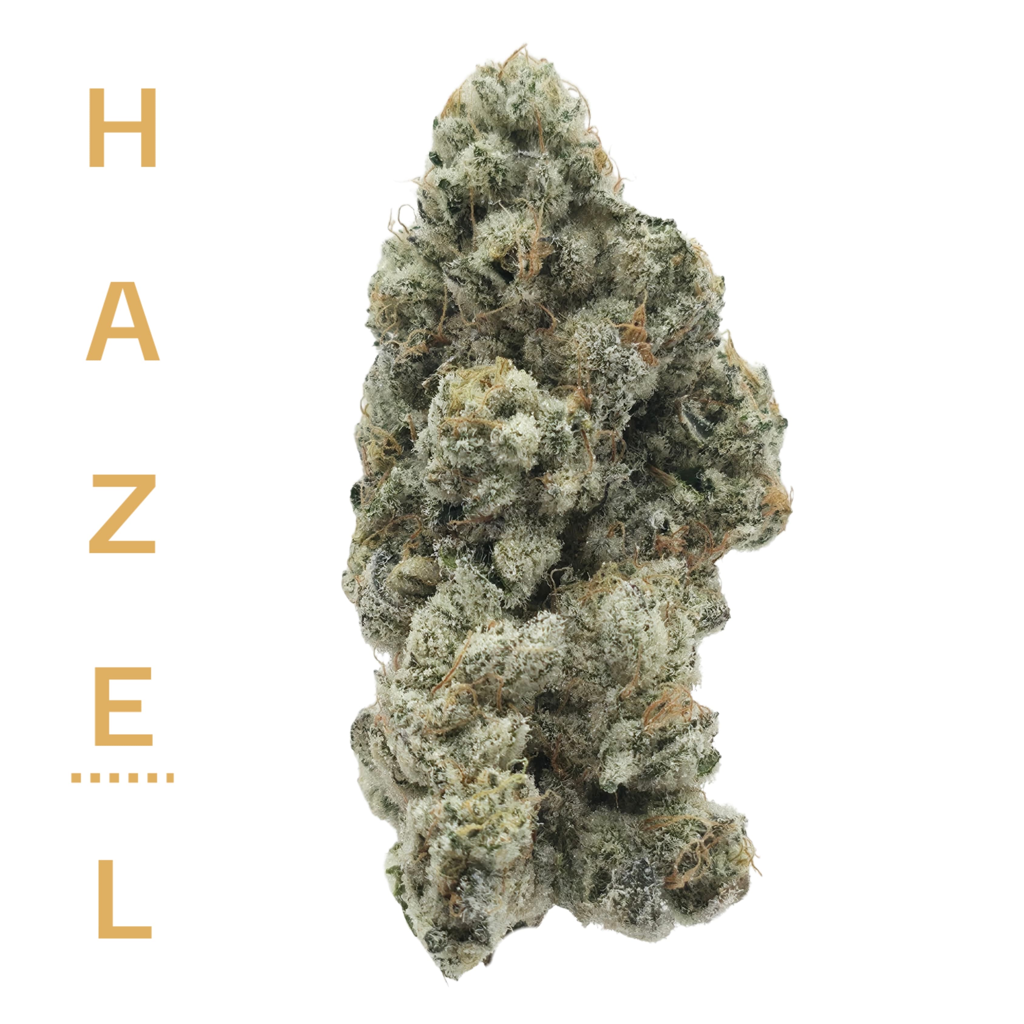 Hazel
