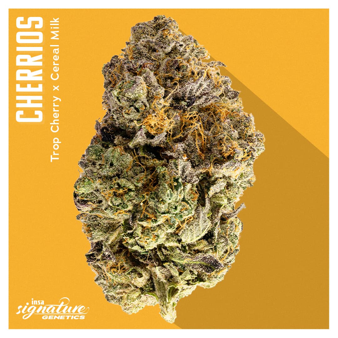 Insa Premium Flower - Cherrios